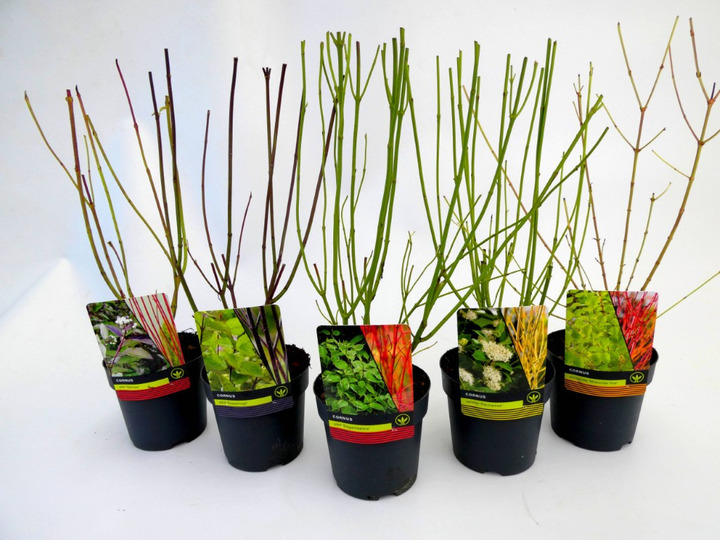 Sedula MIX (Lot Cornus in) C1,5/P14 30-40 CM Mix of 'Kesselringii', 'MidWinter Fire', "Flaviramea', 'Elegantisisma'& 'Sibirica'