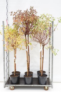 Sedula MIX (Lot Cornus in) MIX CC STEMS 2x5 'Midwinter Fire' & 'Elegantissima' C10 STIEBAS 90 CM & 1x4 'Miracle' C10 STIEBAS 120