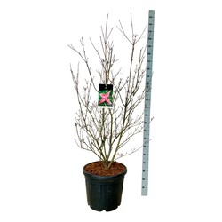 Sedulos (Lot Cornus) 'Scarlet Fire' C55 125-150CM EXTRA