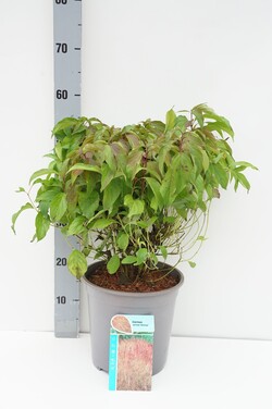 Sedula palaipinė (Lot Cornus seri.) 'Kelseyi' C7/P24 30-40 CM