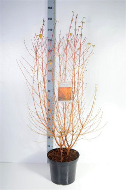 Sedula raudonoji (Lot Cornus sang.) 'Midwinter Fire' C12 100-125 CM