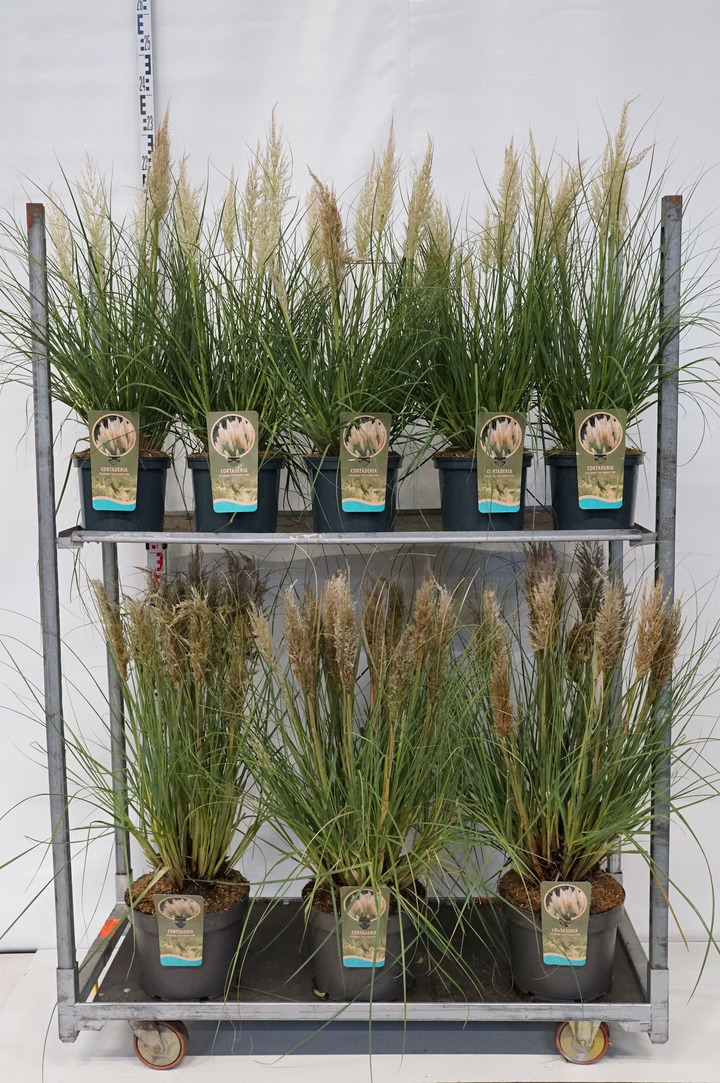 Kortaderija (Lot Cortaderia sell.) 'Tiny Pampa' MIX CC