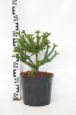 Kriptomerija japoninė (Lot Cryptomeria j.) 'Dinger' C5/P23 25-30 CM