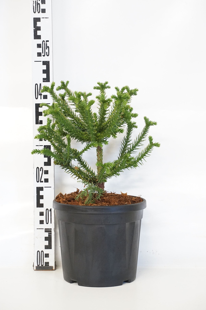 Kriptomerija japoninė (Lot Cryptomeria j.) 'Dinger' C5/P23 25-30 CM