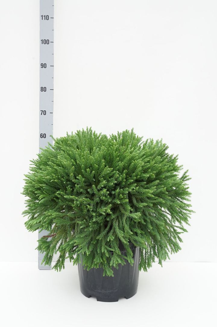 Kriptomerija japoninė (Lot Cryptomeria j.) 'Globosa Nana' C15 50-60 CM