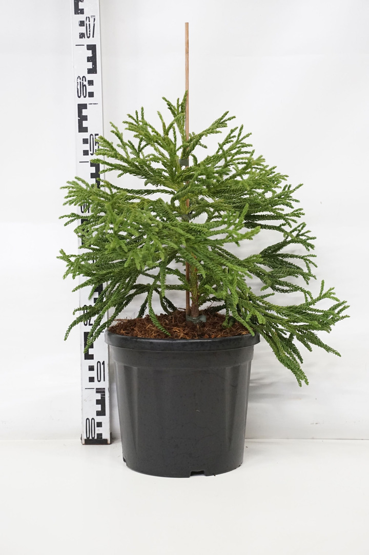 Kriptomerija japoninė (Lot Cryptomeria j.) 'Spiralis' C7,5/P26 30-40 CM