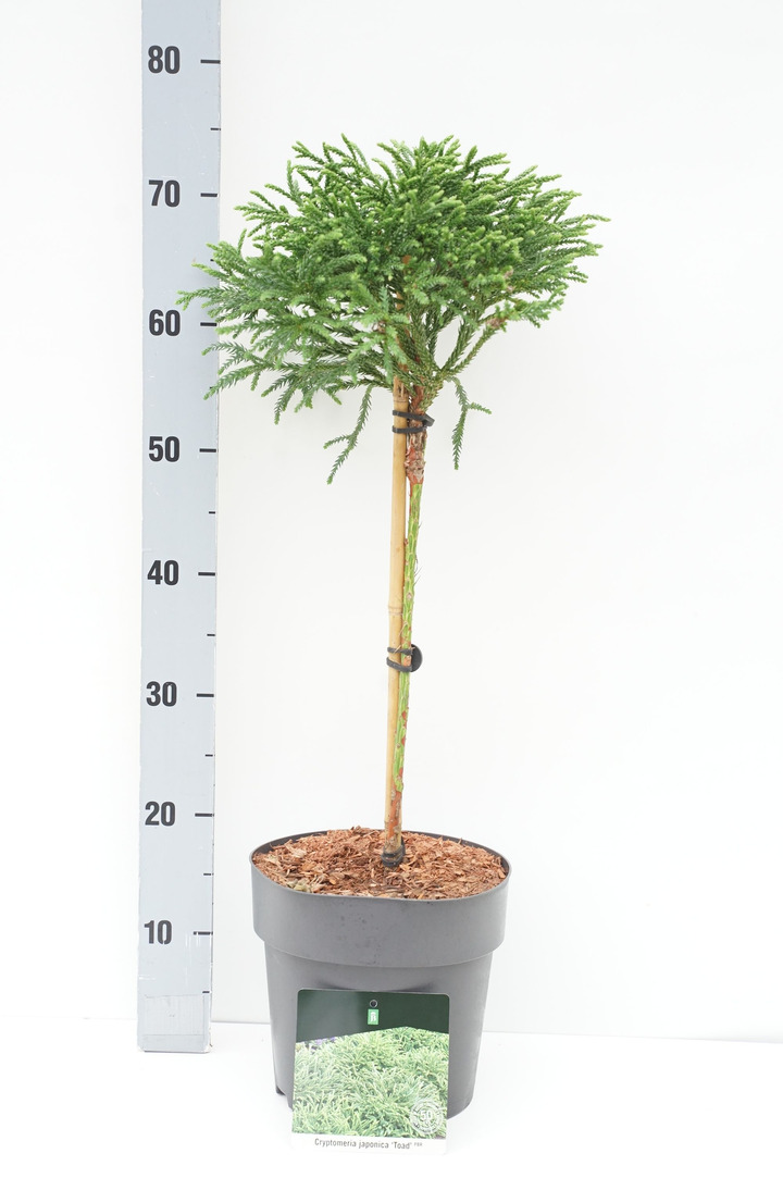 Kriptomerija japoninė (Lot Cryptomeria j.) 'Toad' C5 STIEBAS 40 CM