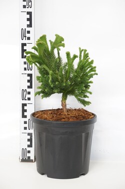 Kriptomerija japoninė (Lot Cryptomeria j.) 'Tomahawk' C5/P23 20+ CM