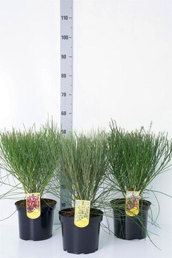 Spigliuočiai MIX (Lot Cytisus in) C4/P21 45-50 CM