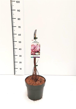 Deucija (Lot Deutzia hybrida) 'Tourbillon Rouge' C5/P23 50-60 CM