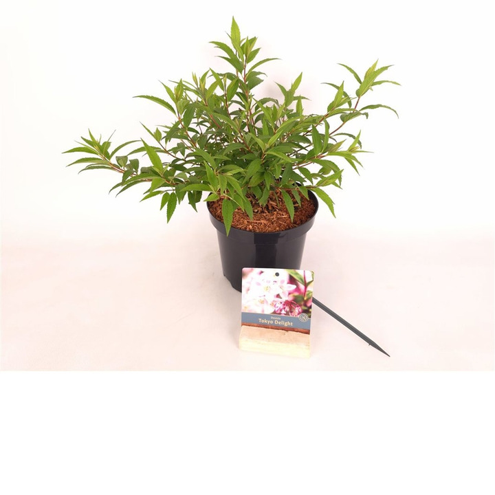 Deucija (Lot Deutzia) 'Tokyo Delight' C3/P19 25-30 CM