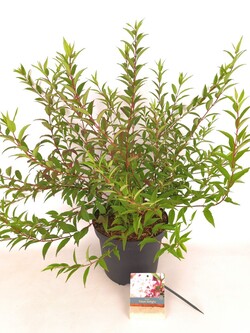 Deucija (Lot Deutzia) 'Tokyo Delight' C7,5/P26 40-50 CM