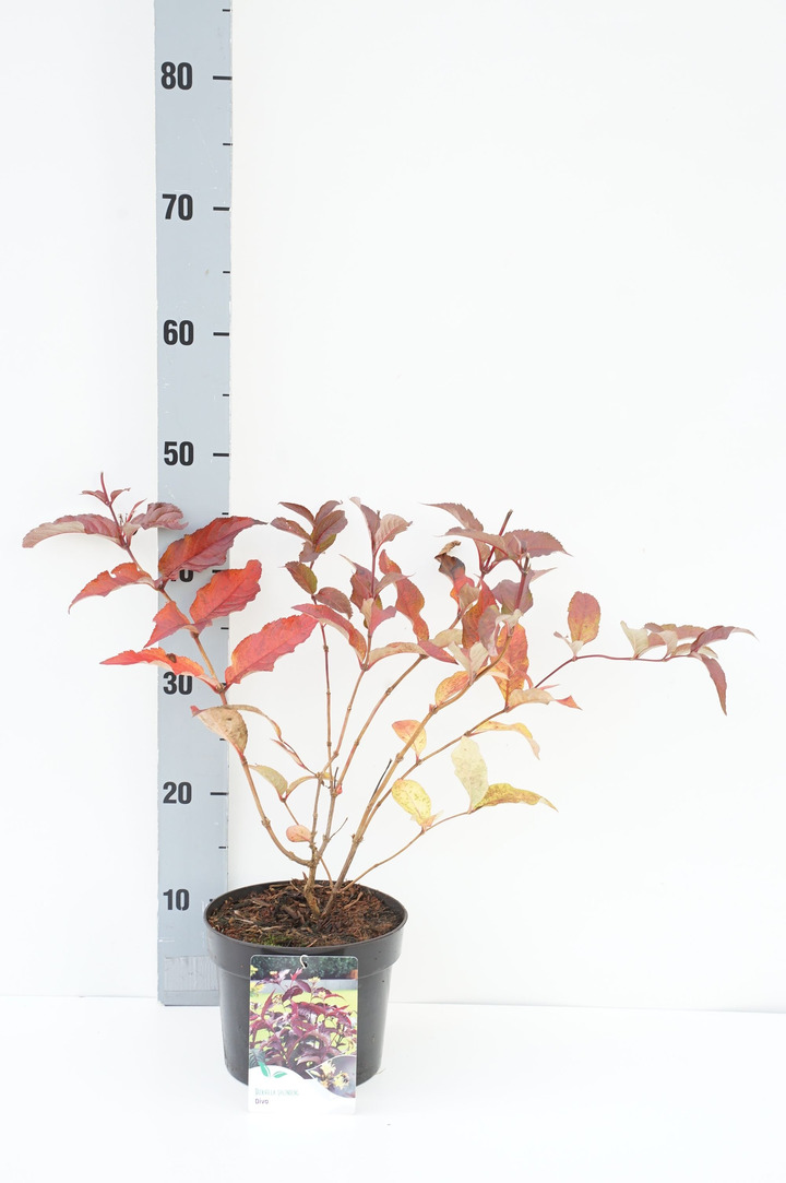 Diervilė (Lot Diervilla splendens) 'Diva' C2/P17 30-35 CM