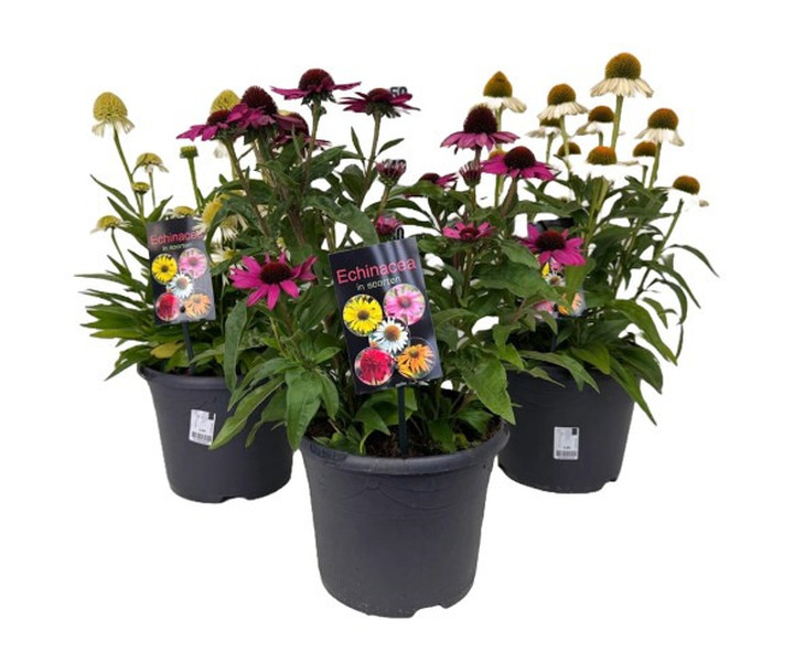 Ežiuolė MIX (Lot Echinacea in) C5/P23 30-40 CM