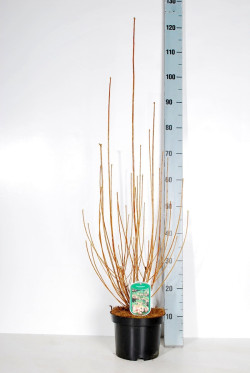 Katilėlinis sietminas (Lot Enkianthus campanulatus) C3/P19 40-50 CM