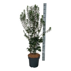 Katilėlinis sietminas (Lot Enkianthus camp.) 'Pagode' C15 100-125 CM