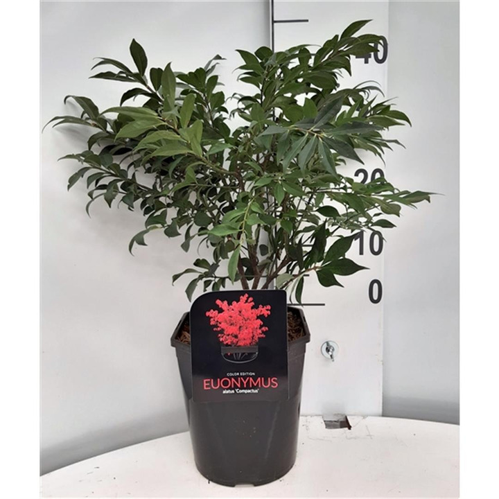 Ožekšnis sparnuotasis (Lot Euonymus alatus) 'Compactus' C4,5/P22 30-40 CM