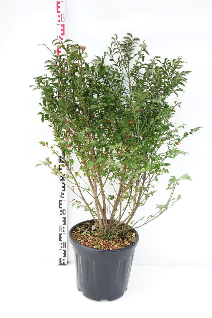 Ožekšnis sparnuotasis (Lot Euonymus alatus) 'Compactus' C20 80-100 CM