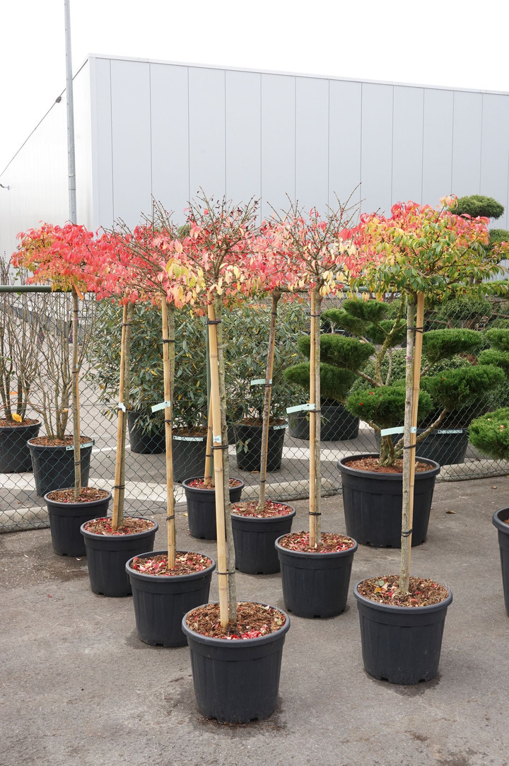 Ožekšnis sparnuotasis (Lot Euonymus alatus) 'Compactus' C30 STIEBAS 120 CM