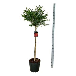 Ožekšnis sparnuotasis (Lot Euonymus alatus) 'Compactus' C30 STIEBAS 120 CM - nuotrauka 2