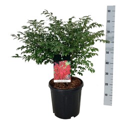 Ožekšnis sparnuotasis (Lot Euonymus alatus) 'Compactus' C15 50-60 CM