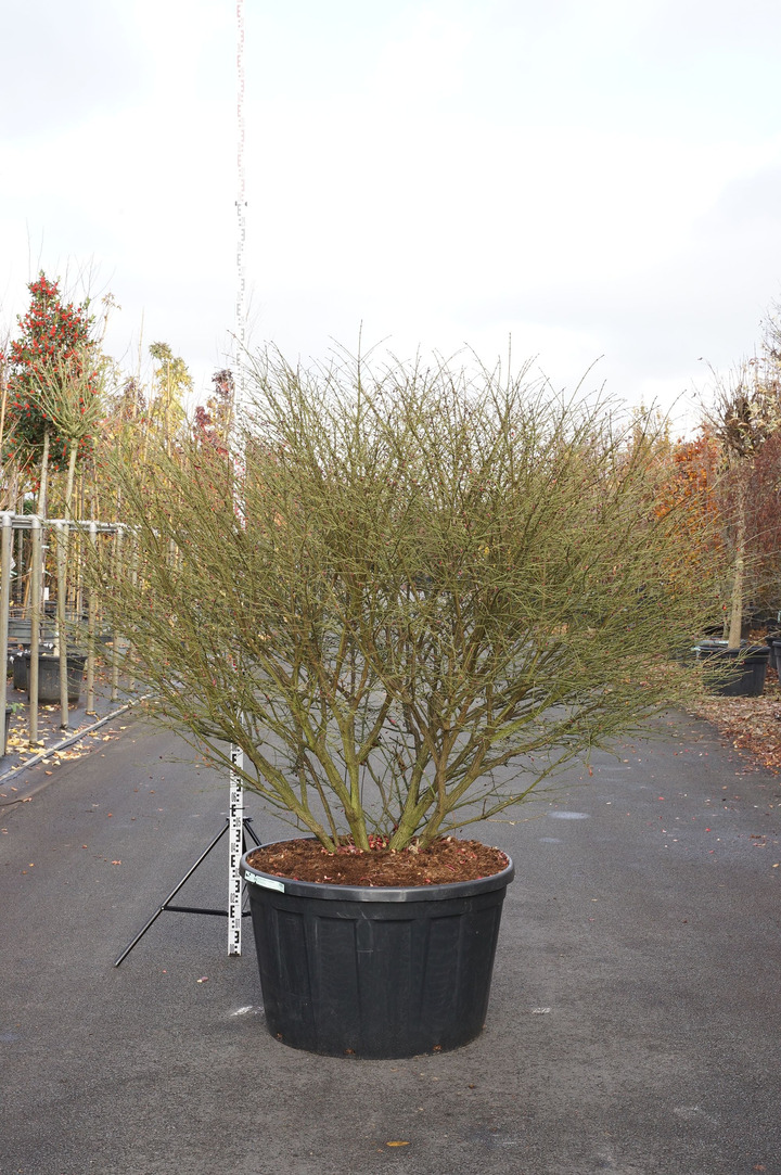 Ožekšnis sparnuotasis (Lot Euonymus alatus) 'Compactus' C285 175-200 CM SOL