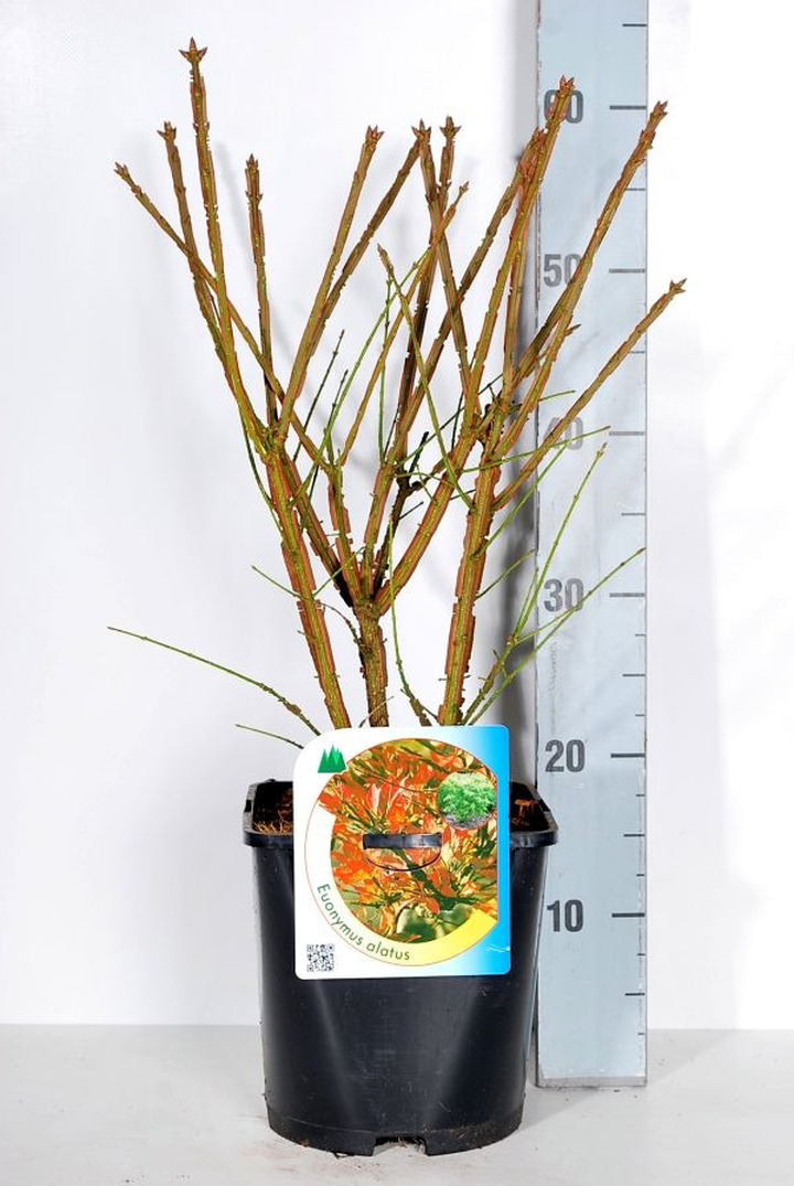 Ožekšnis sparnuotasis (Lot Euonymus alatus) C4,5/P22 30-40 CM
