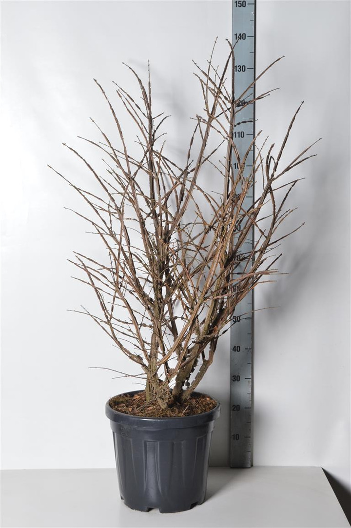 Ožekšnis sparnuotasis (Lot Euonymus alatus) C20 80-100 CM