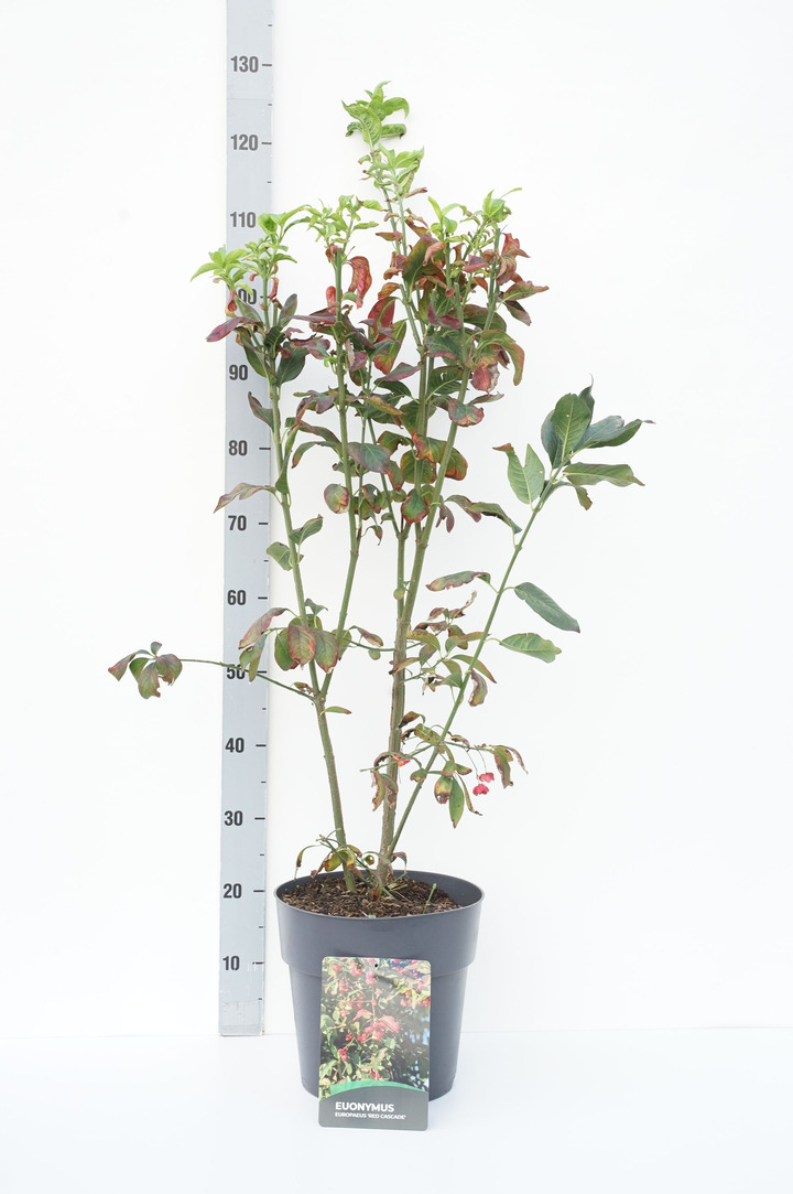 Ožekšnis europinis (Lot Euonymus europaeus) 'Red Cascade' C10 60-80 CM