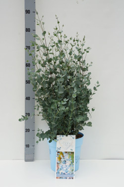 Eukaliptas apskritalapis (Lot Eucalyptus gunnii) 'Blaue Liebe' C7/P24