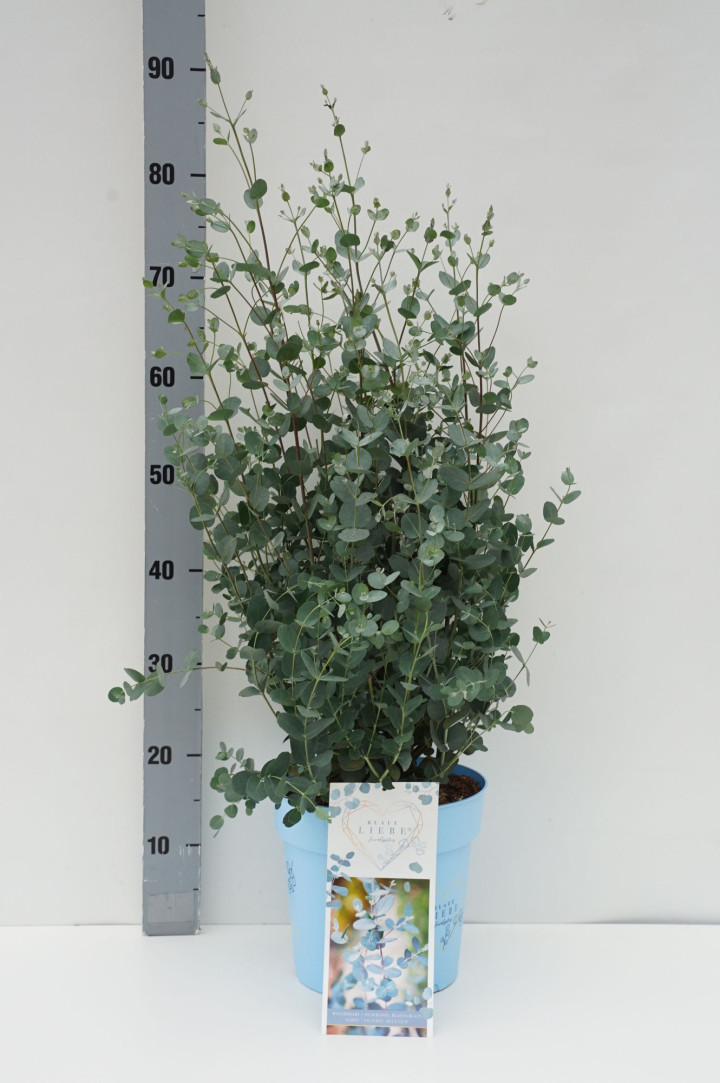 Eukaliptas apskritalapis (Lot Eucalyptus gunnii) 'Blaue Liebe' C7/P24