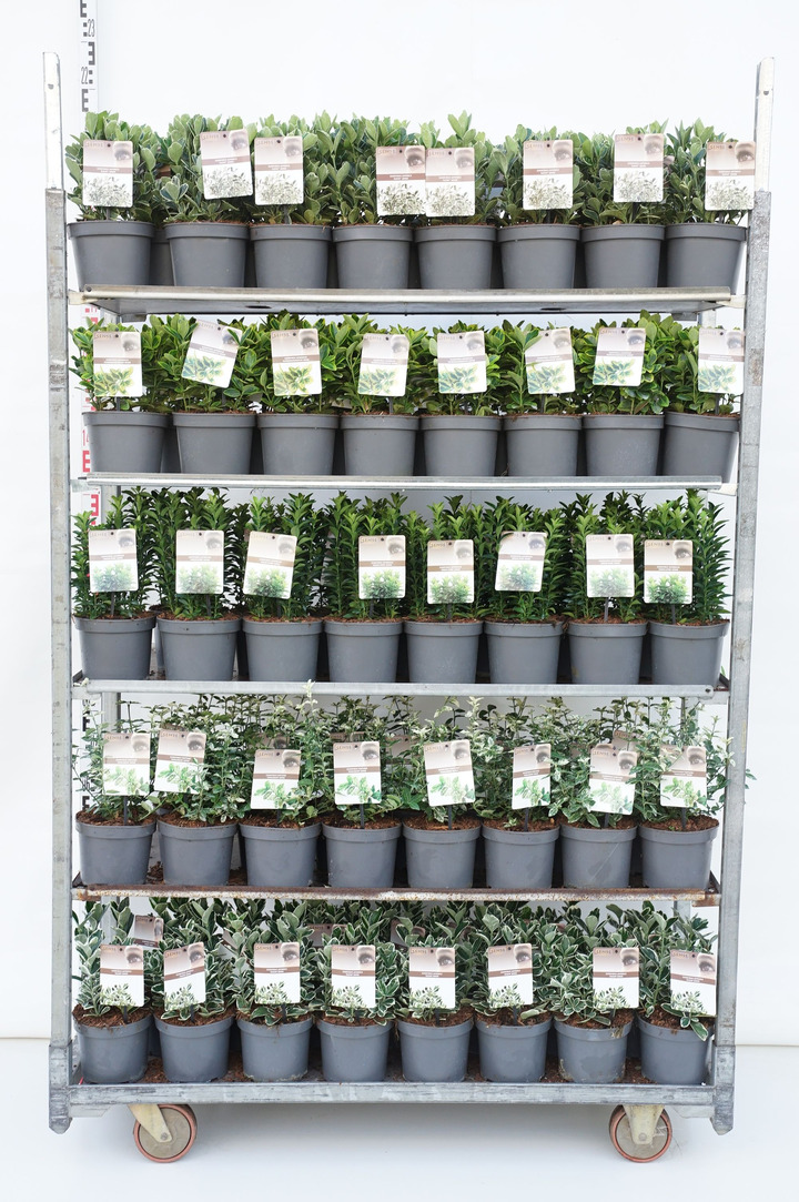 Ožekšnis MIX (Lot Euonymus in) C2/P17 5x30 'Aureomarginatus', 'Kathy', 'Green Spire', 'Harlequin' & 'Susan'
