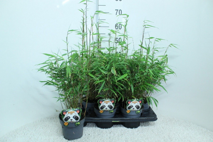Bambukaitis skėtinis (Lot Fargesia mur.) 'Rufa' C1,5/P15 60/+ CM