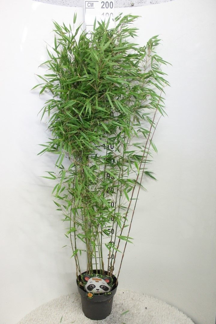 Bambukaitis skėtinis (Lot Fargesia mur.) 'Rufa' C10 120/+ CM