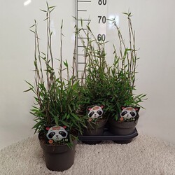 Bambukaitis blizgusis (Lot Fargesia nit.) 'Black Pearl' C3/P19 60/+ CM