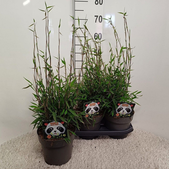 Bambukaitis blizgusis (Lot Fargesia nit.) 'Black Pearl' C3/P19 60/+ CM