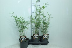 Bambukaitis robusta (Lot Fargesia robusta) 'Campbell' C3/P19 80/+ CM