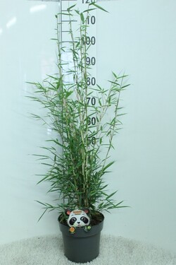 Bambukaitis robusta (Lot Fargesia robusta) 'Campbell' C5/P23 100/+ CM