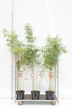 Bambukaitis robusta (Lot Fargesia robusta) 'Pingwu' C10 150-200 CM