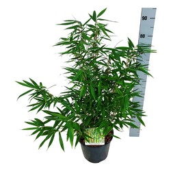 Bambukaitis rob. (Lot Fargesia rob.) 'Tauro' C7/P24 60-80 CM