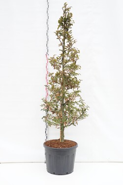 Bukas paprastasis (Lot Fagus syl.) 'Atropunicea' 175-200 CM CONE C90