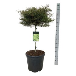 Bukas paprastasis (Lot Fagus syl.) 'Mercedes' C35 STIEBAS 60 CM