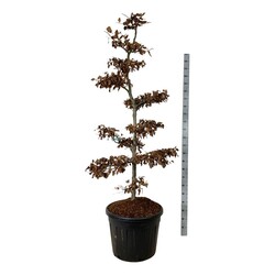 Bukas paprastasis (Lot Fagus sylvatica) BONSAI 175-200 C90 - nuotrauka 1