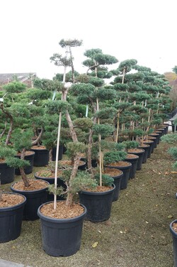 Bukas paprastasis (Lot Fagus sylvatica) BONSAI 175-200 C90 - nuotrauka 2