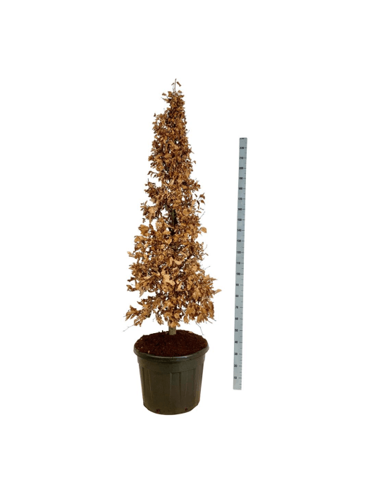 Bukas paprastasis (Lot Fagus sylvatica) 175-200 CM CONE C90