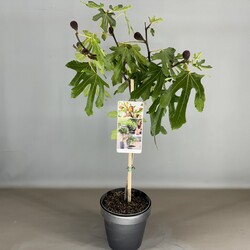 Skiautalapis fikusas (Lot Ficus car.) 'Little Miss Figgy' C3 STIEBAS 50 CM