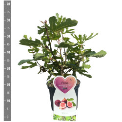 Skiautalapis fikusas (Lot Ficus car.) 'Little Miss Figgy' C5/P23 KRŪMAS