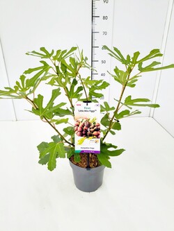 Skiautalapis fikusas (Lot Ficus car.) 'Little Miss Figgy' C5/P23 30-40 CM