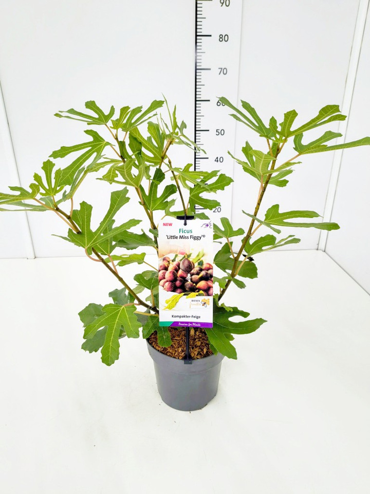 Skiautalapis fikusas (Lot Ficus car.) 'Little Miss Figgy' C5/P23 30-40 CM