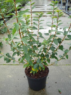 Forsitija tarpinė (Lot Forsythia int.) 'Goldrausch' C12 80-100 CM